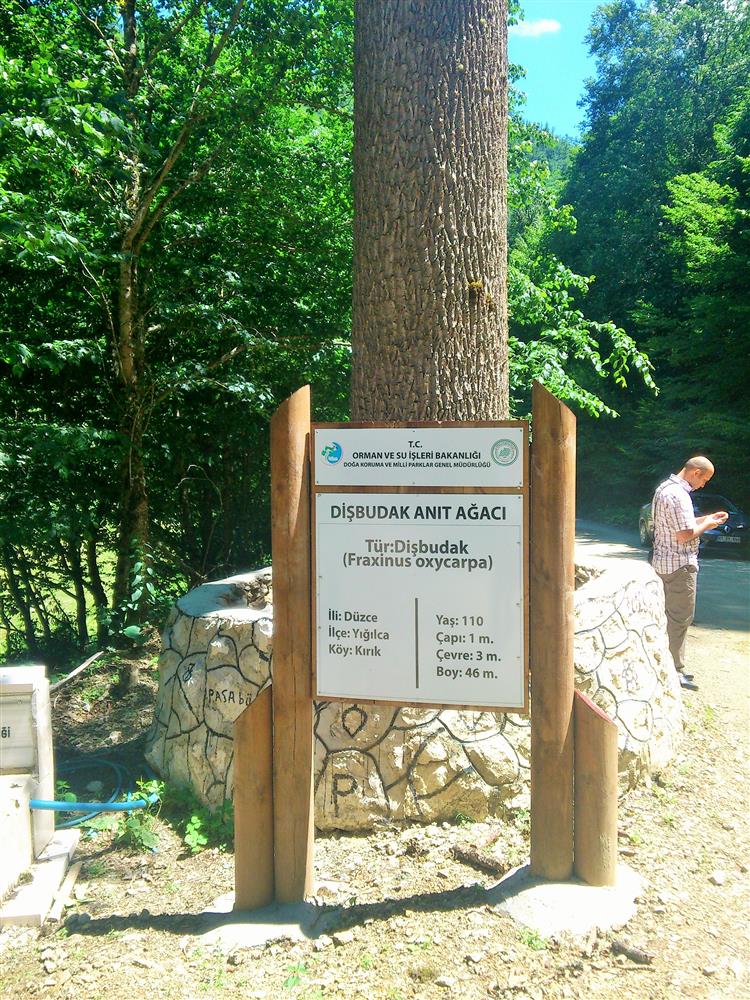 Paşabükü Dış Budak Ağacı Tabiat Anıtı (2).jpg