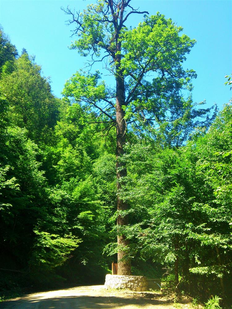 Paşabükü Dış Budak Ağacı Tabiat Anıtı (1).jpg